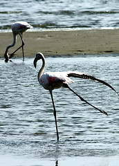 Image showing Phoenicopterus roseus