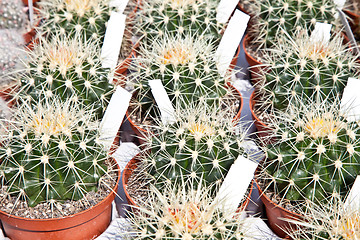 Image showing Cactus plant