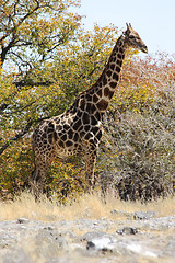 Image showing Giraffe