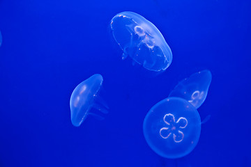 Image showing Jellyfish on blue
