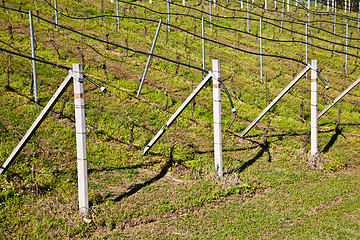 Image showing Vineyard irrigation system