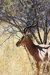 Image showing Black Faced Impala - lateral view