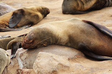Image showing Brown Fur Seal (Arctocephalus pusillus)