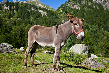 Image showing Donkey on Italian Alps