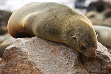 Image showing Brown Fur Seal (Arctocephalus pusillus)