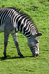 Image showing Eating zebra