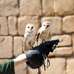 Image showing Barn Owl (Tyto Alba)