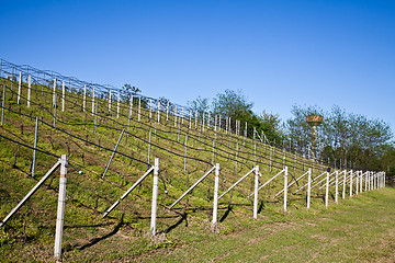 Image showing Vineyard irrigation system