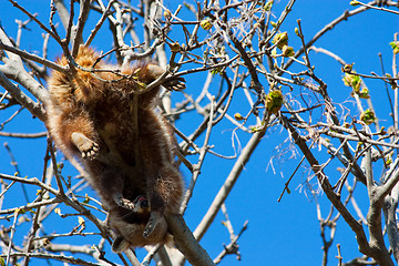 Image showing Procyon lotor Linnaeus