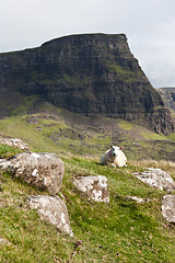 Image showing Sheep in Scotland