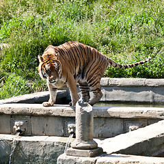 Image showing Walking tiger (Panthera Tigris)