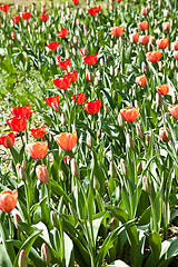 Image showing Spring tulips impregnated by the sun