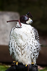 Image showing Gyr Falcon