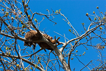 Image showing Procyon lotor Linnaeus