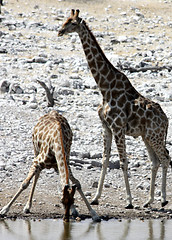 Image showing giraffe