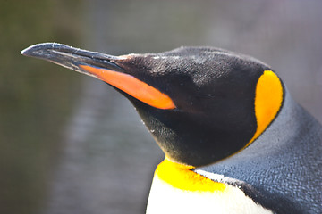 Image showing King Penguin