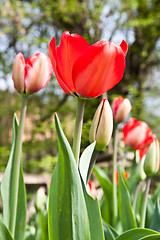 Image showing Spring tulips impregnated by the sun