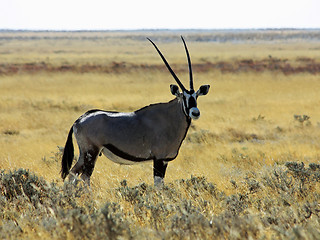 Image showing Oryx - frontal view