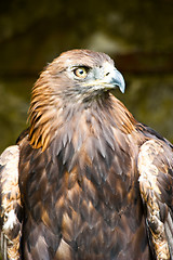 Image showing Golden Eagle