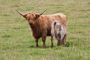 Image showing Calf with mother