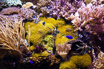 Image showing Coral Reef