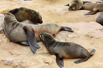 Image showing Brown Fur Seal (Arctocephalus pusillus)