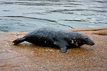 Image showing Grey seal