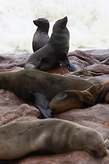 Image showing Brown Fur Seal (Arctocephalus pusillus)