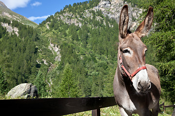 Image showing Donkey close up