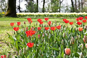 Image showing Spring tulips impregnated by the sun