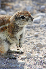 Image showing Cape Ground Squirrel (Xerus inauris)