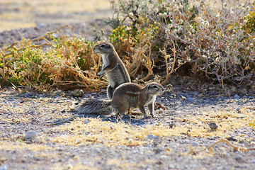 Image showing Cape Ground Squirrel (Xerus inauris)