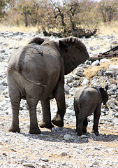 Image showing Group of African Elephants