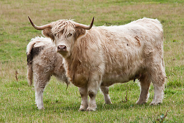 Image showing Calf with mother