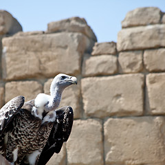 Image showing Vulture