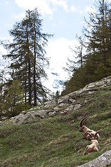 Image showing Capra Ibex - Italian Alps