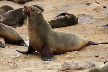 Image showing Brown Fur Seal (Arctocephalus pusillus)