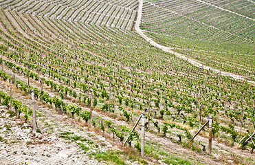 Image showing Barbera vineyard - Italy