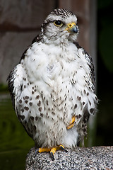 Image showing Gyr Falcon