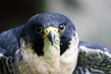 Image showing Falcon