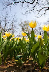 Image showing Tulips - Jaap Groot varieties