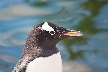Image showing Gentoo Penguin