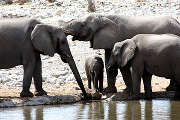 Image showing Group of African Elephants