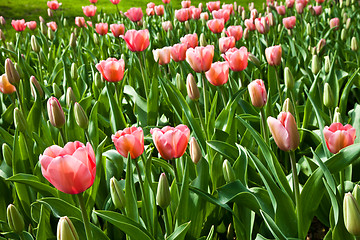 Image showing Spring tulips impregnated by the sun