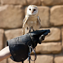 Image showing Barn Owl (Tyto Alba)