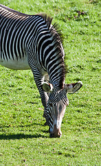 Image showing Eating zebra