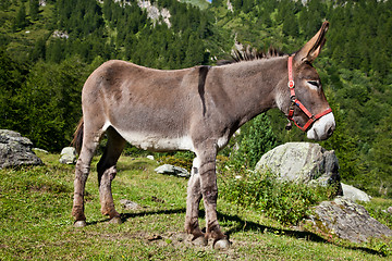 Image showing Donkey on Italian Alps