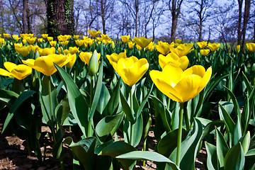 Image showing Tulips - Golden varietie