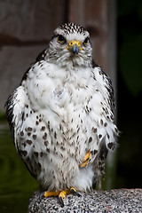 Image showing Gyr Falcon