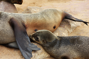 Image showing Brown Fur Seal (Arctocephalus pusillus)
